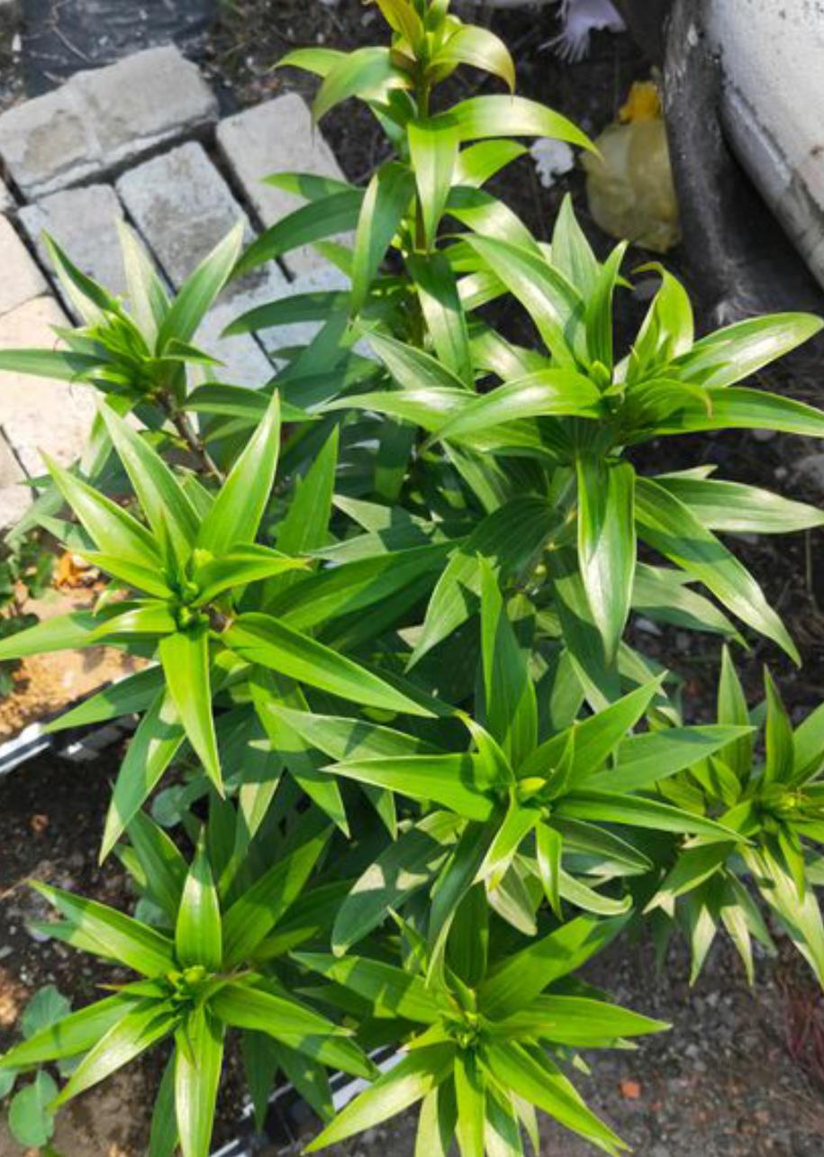 百合花怎么养才能使它开花不长高,百合花怎么养花期长得快