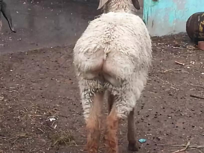 肉羊断尾怎么办,羊断尾应注意的事项