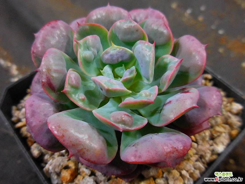 100种常见多肉植物图鉴收藏,1000种多肉植物图鉴及名字