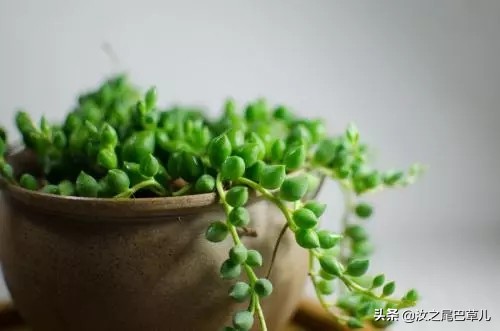 养多肉佛珠,多肉佛珠的正确养法