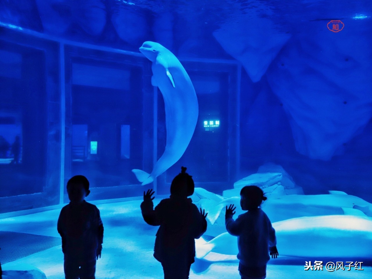 上海新地标丨海昌海洋公园一日游园玩法攻略