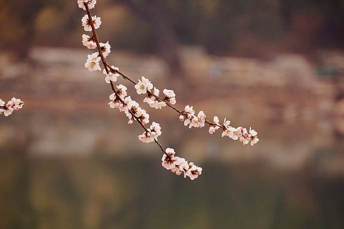 汤延光：怀念二姨｜散文