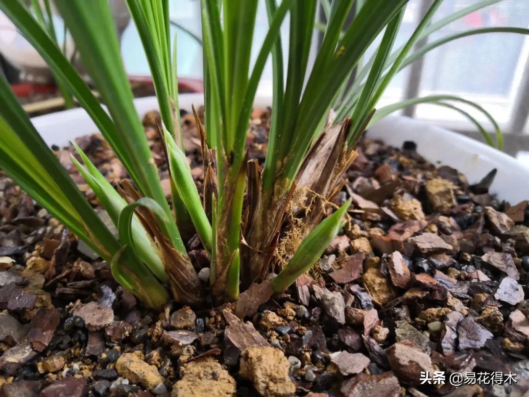 兰花干养根湿养叶怎么理解,兰花喜湿还是喜干