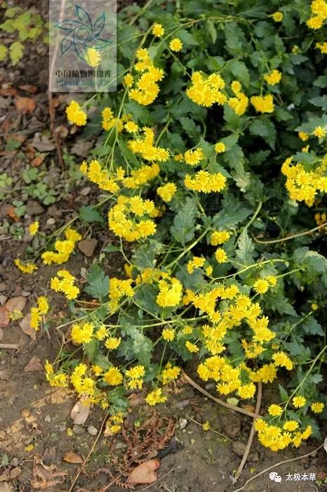 野菊花对咽喉肿痛有用吗,野菊花有清肝明目吗