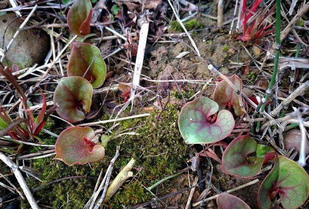 深山溪水野生鱼,农村老家小溪河野生鱼