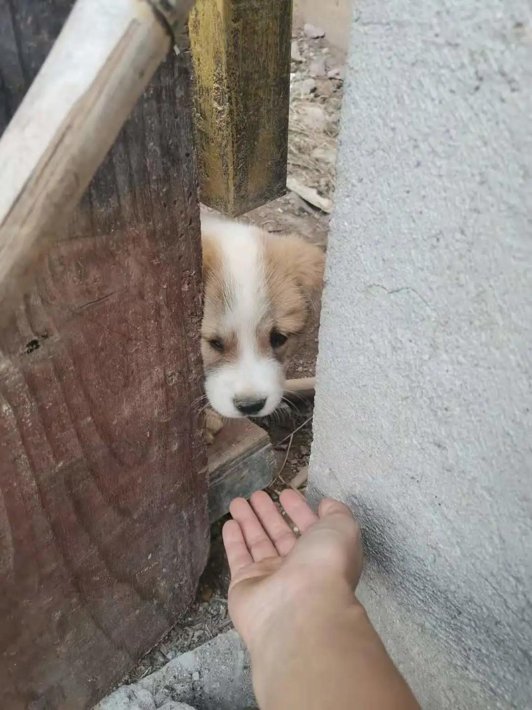 怎么养一只纯种土狗,如何养好一只土狗