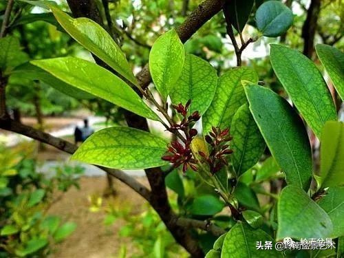 中华蚊母盆景造型,中华蚊母盆景价格