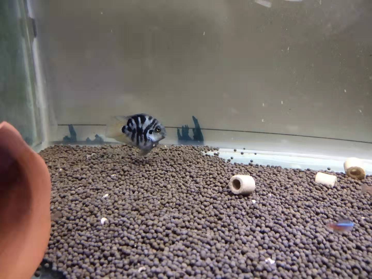 三湖鱼打架,三湖慈鲷鱼打架怎么办