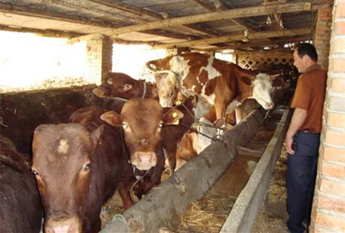 牛马铃薯中毒属于什么中毒,牛土豆中毒怎么治