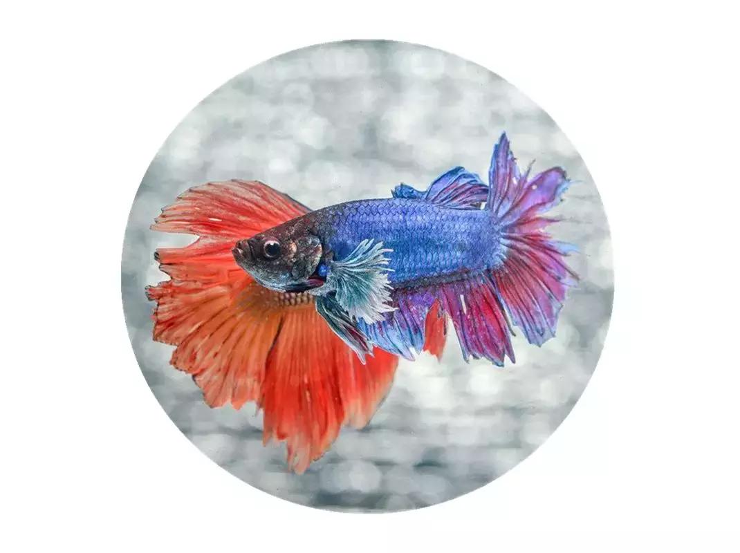 魔鬼刀鱼混养注意事项,鱼龟混养需要注意些什么