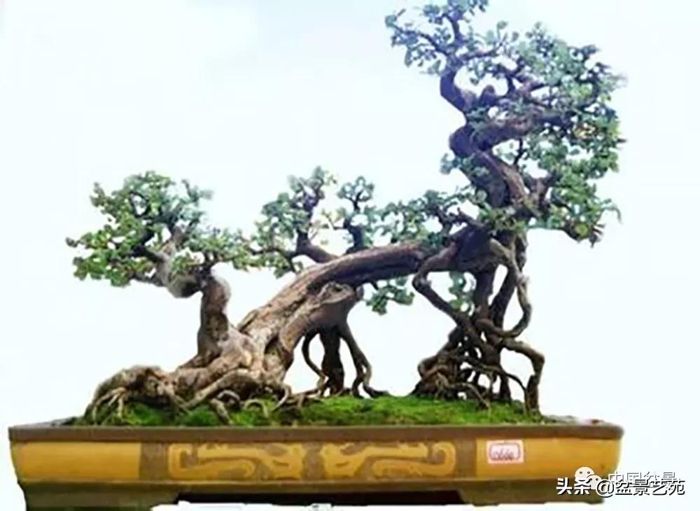 雀梅盆景艺术鉴赏图片,红芽雀梅盆景冬天怎么养护