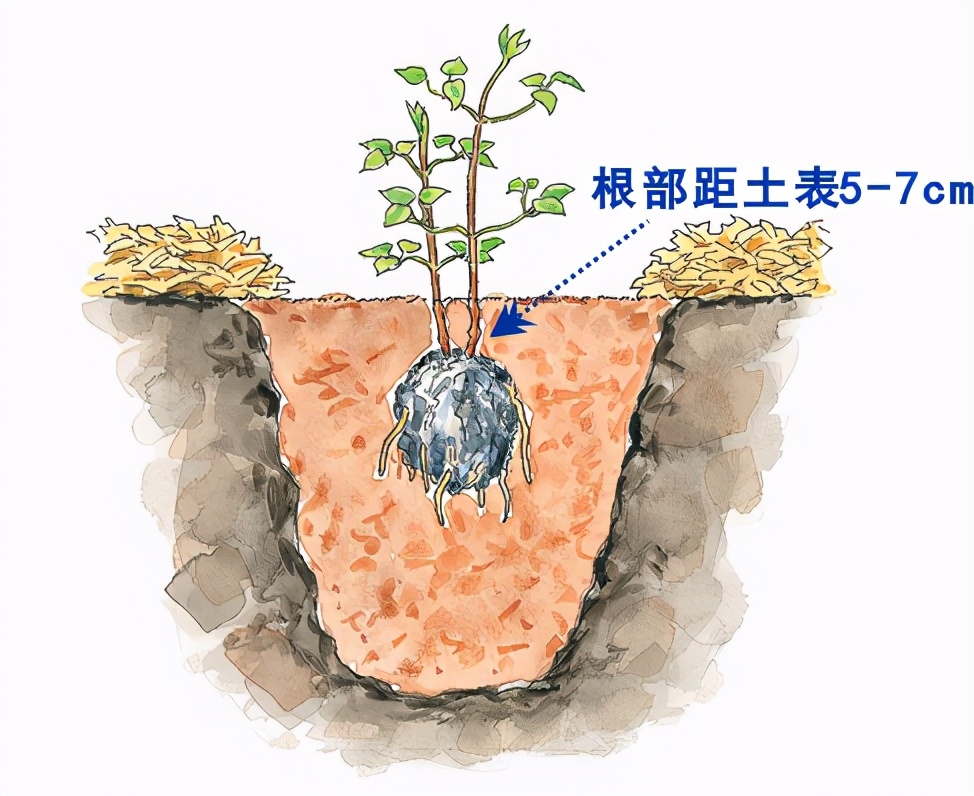 铁线莲小苗怎样种易成活,秋天新买的铁线莲小苗怎样上盆