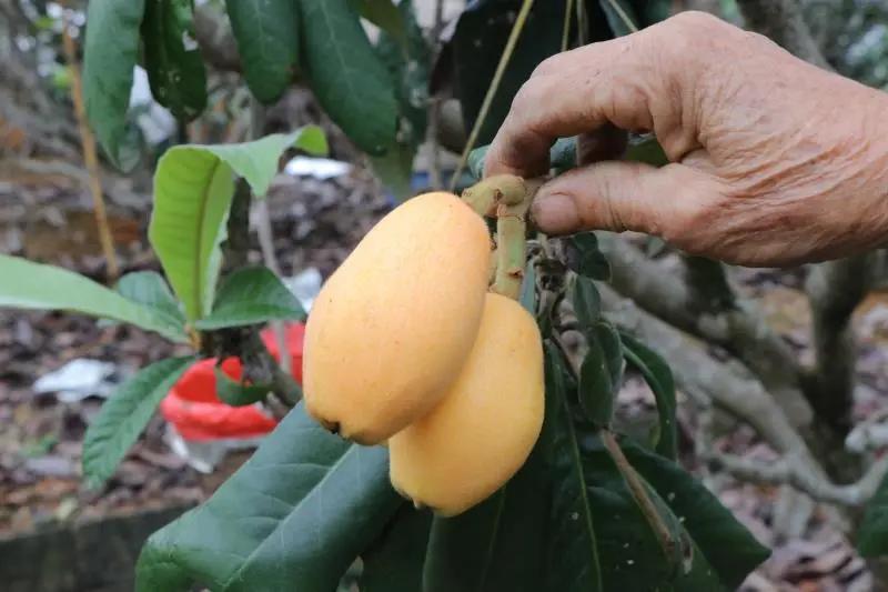 城厢区常太镇首届“壶兰耕读·云上枇杷文化节”暨第22届枇杷节来啦！快来“嗨枇”吧~