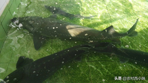 鲟鳇鱼养殖过程,鲟鳇鱼野生的和养殖的有什么不同