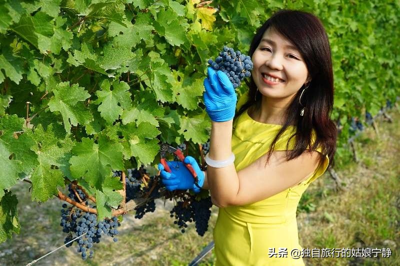 宁夏贺兰山东麓葡萄酒酒庄排名,宁夏十大顶级葡萄酒