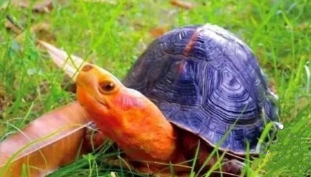 刚刚入手的龟怎么处理,买乌龟买到病龟怎么办