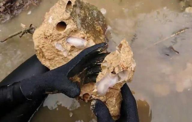 不经意间便能颠覆海洋战争的局势，船蛆小小身体却有大能量