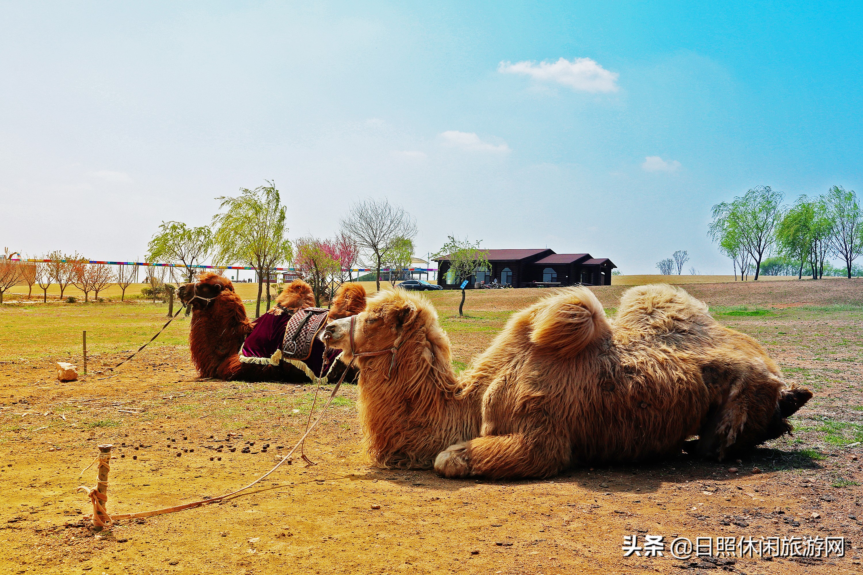 山东日照旅游4-5天详细攻略,去日照旅游应该住在哪里方便游玩