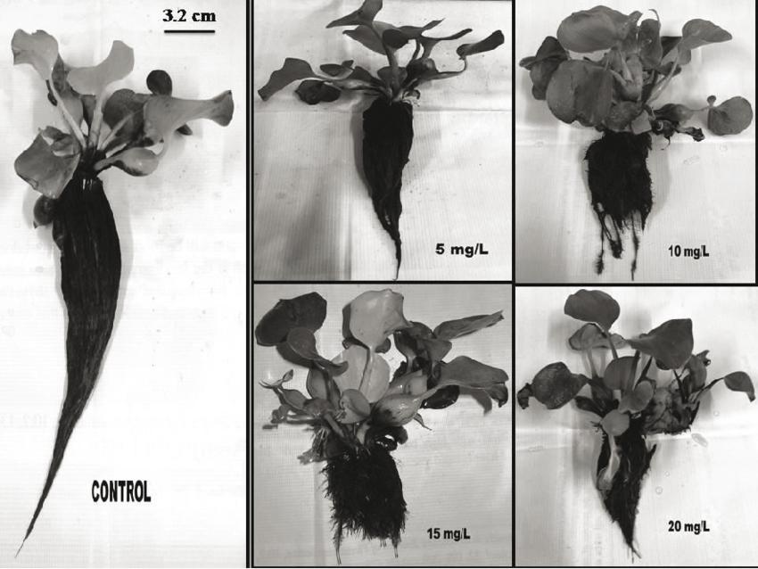 水葫芦为啥消失了,以前常见的水葫芦是否已绝迹