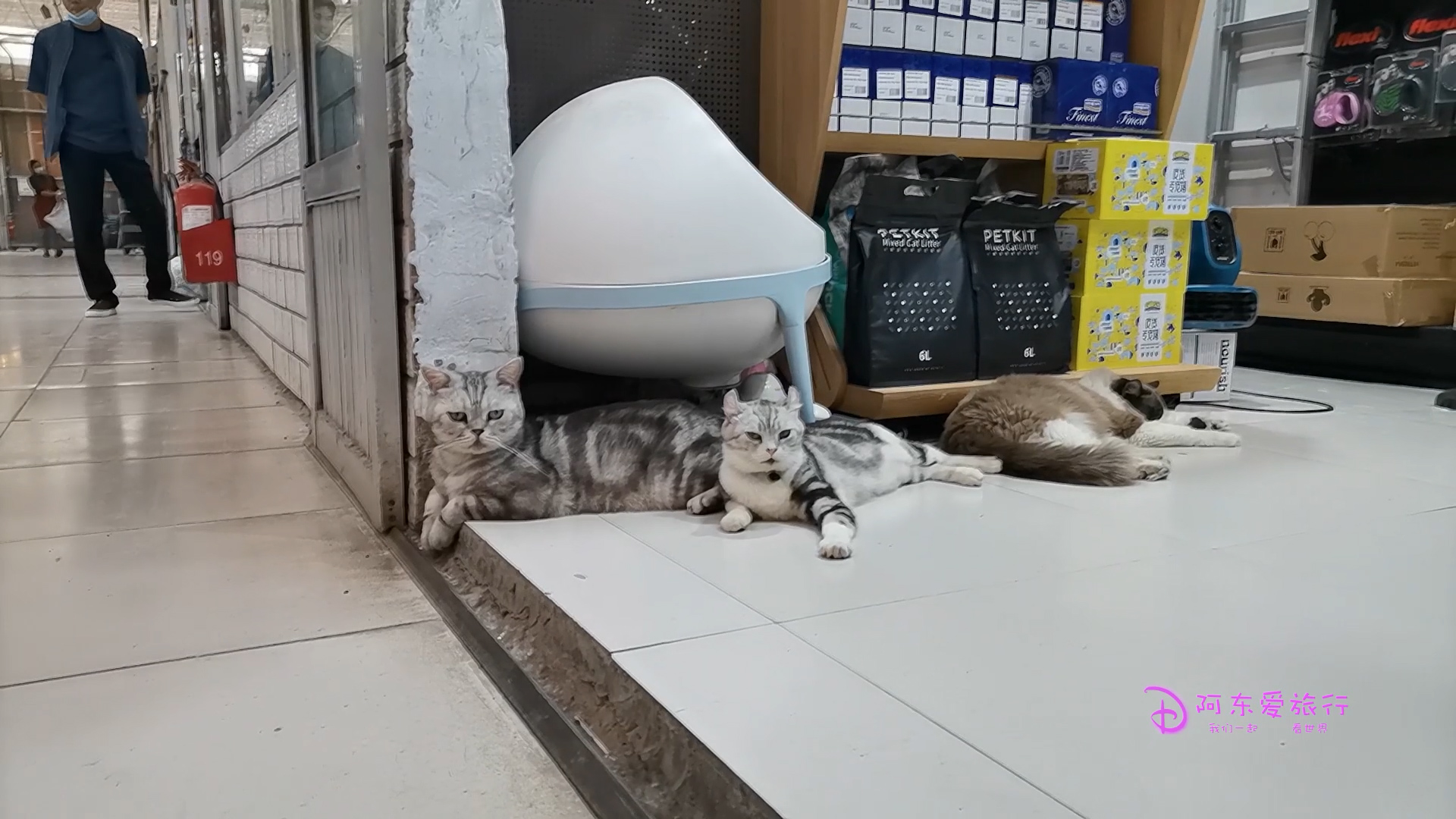 郑州陈砦花卉市场,郑州陈砦双桥花卉市场现状图