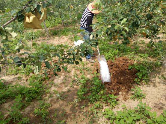 苹果园追加磷酸二氢钾怎么施肥,2019苹果园施肥