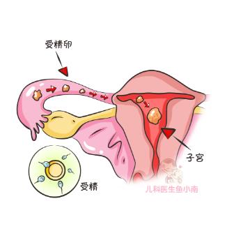受孕期如何避开不怀孕,怎样备孕防止停孕
