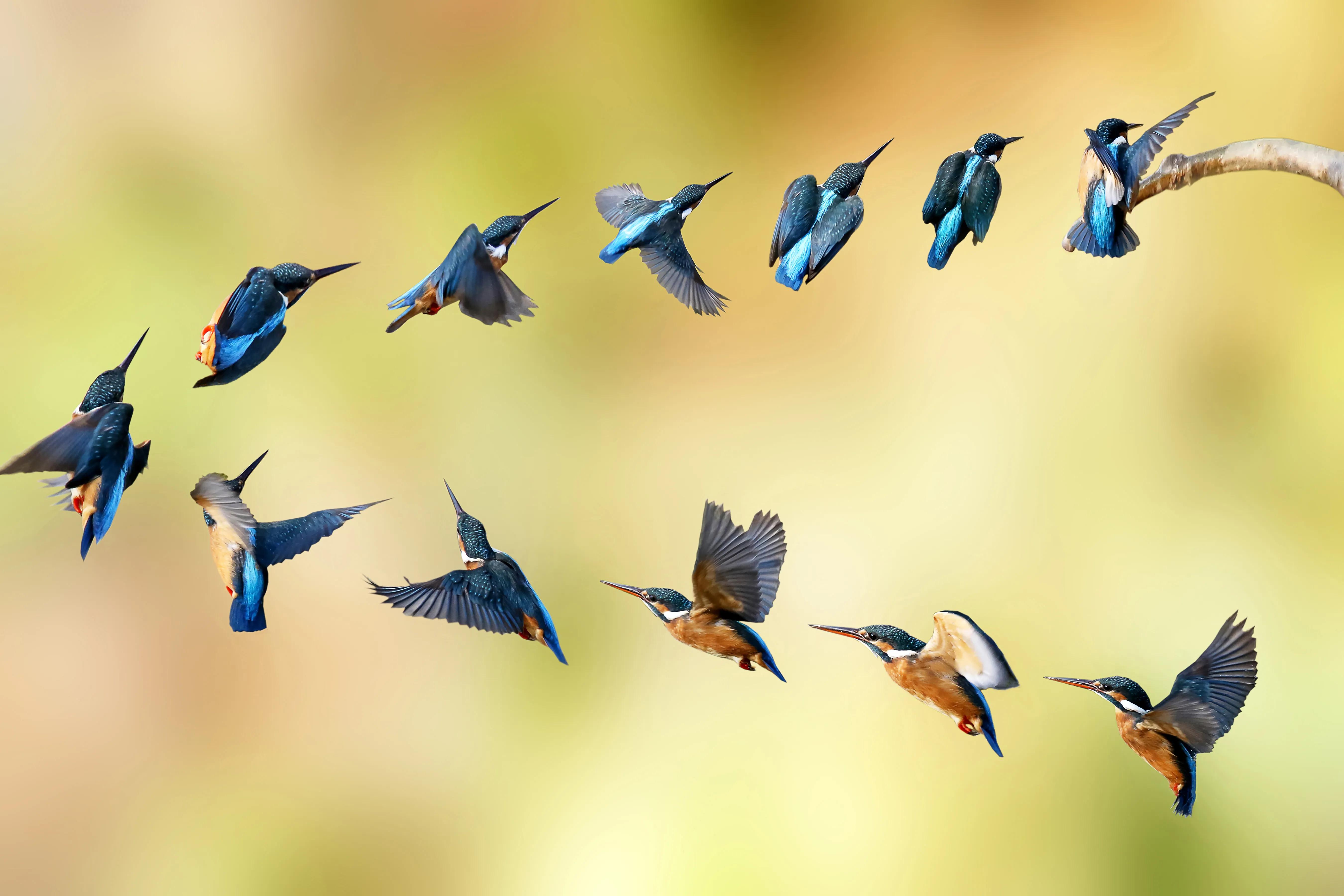 「关于“打鸟”」器材选择、机镜操控、拍摄习惯、注意事项等浅析