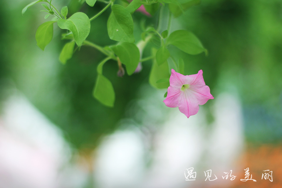 百万葵园有多坑,百万葵园免门票