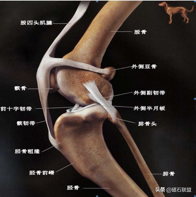 小泰迪一直跳来跳去怎么办,小泰迪总跳脚