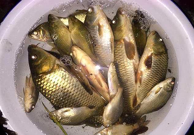 钓鱼用的麝香酒是真的假的,钓鱼用的麝香酒跟普通酒有区别吗