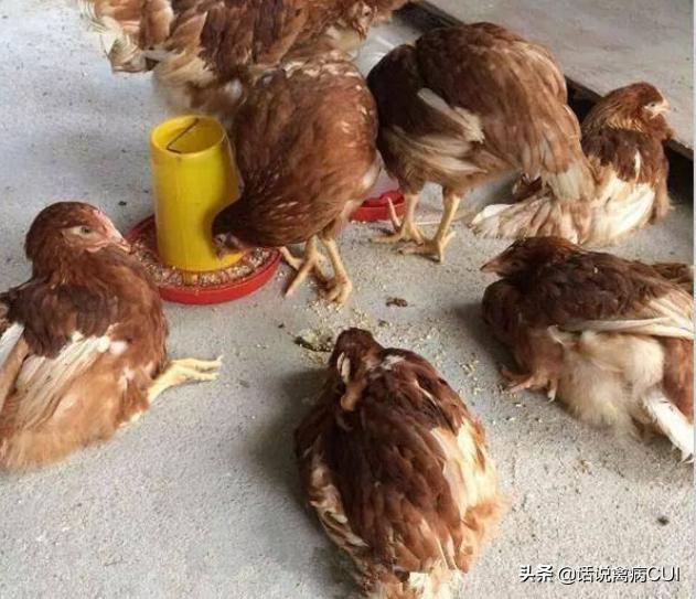 鸡关节肿大有积液,鸡脖子歪打转嗉囊肿胀是什么病