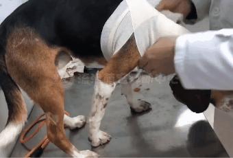 比格犬受害者拆家,比格犬丢失新主人要善待它