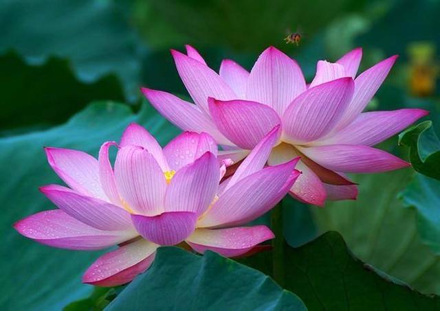 莲商会2019规模,莲商会的基本知识