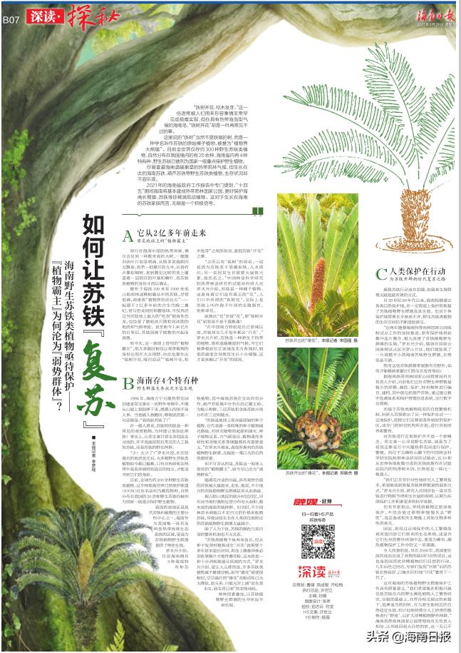 它是名符其实的海南“老铁”,堪称“植物界的活化石”
