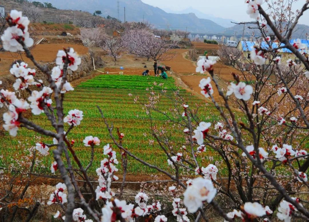 青岛地铁一号线东延线最新消息,青岛地铁15号线东延最新消息