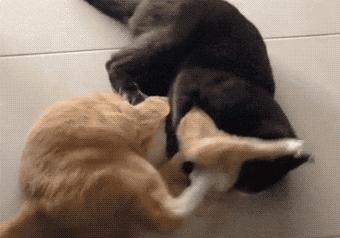 搞笑gif妹子的内心是崩溃的,搞笑gif妹子原来是个逗比