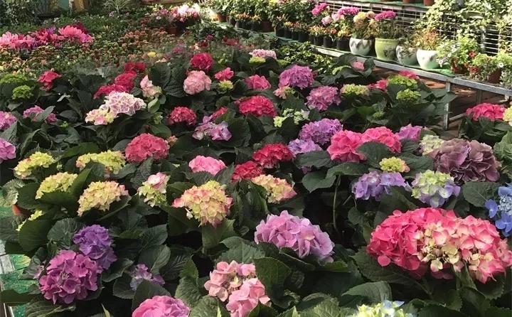 盆栽花发蔫什么原因,买回来的花很快就蔫的原因