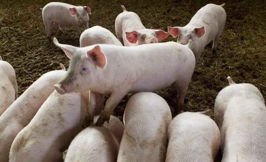 得了猪瘟的猪怎么杀死,保育猪得了猪瘟怎样治疗