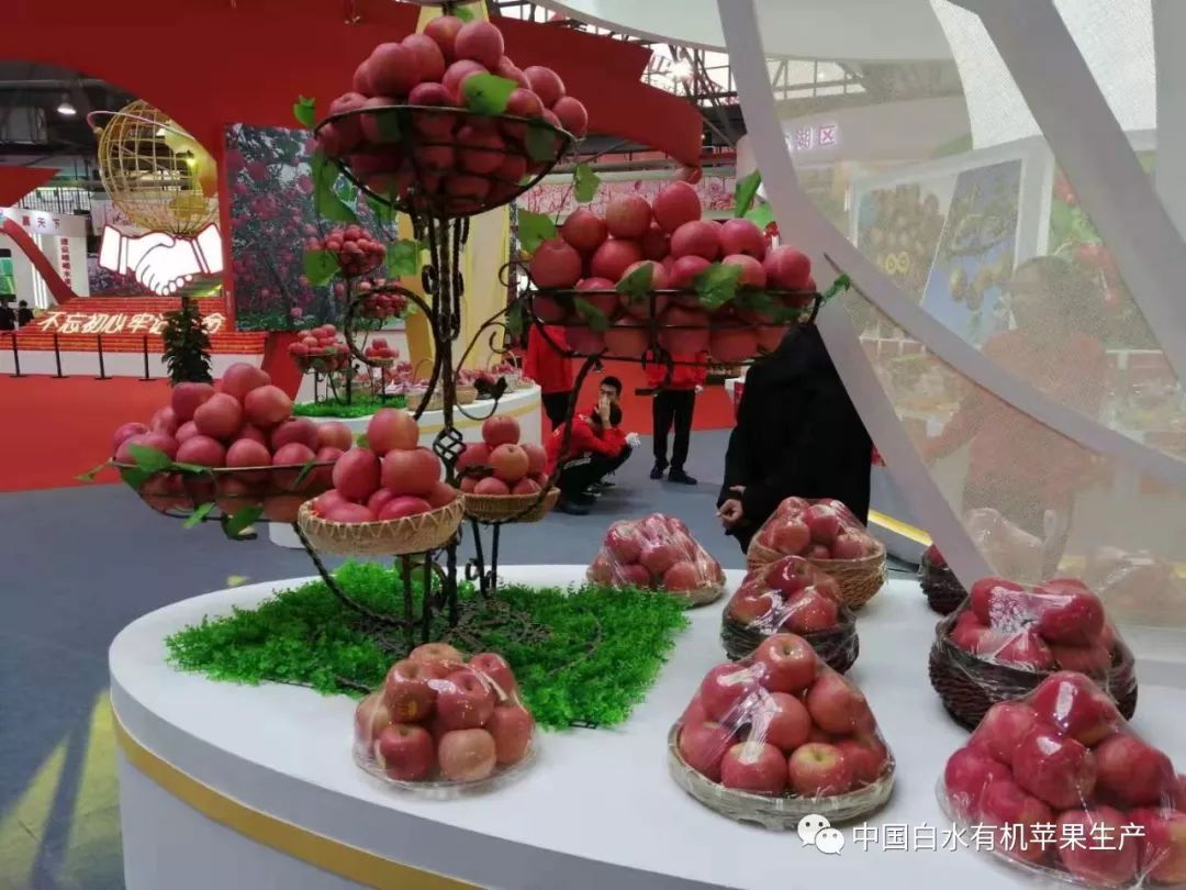 苹果越来越难卖果农将如何应付,白水新苹果果园