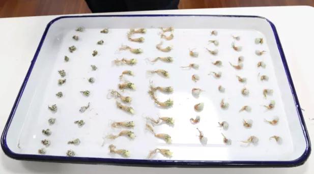 海淘多肉植物有哪些,在淘宝上卖多肉植物违法吗