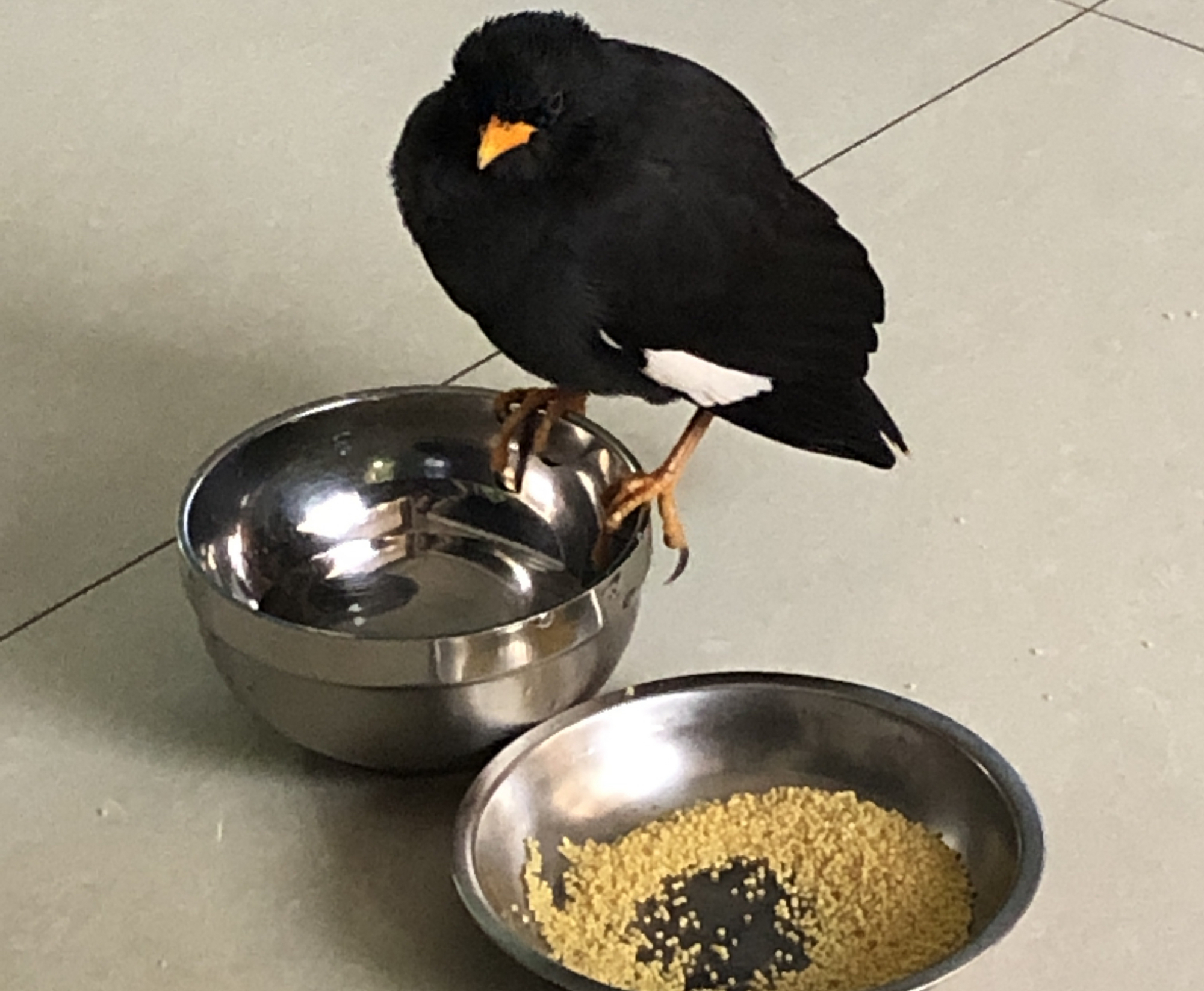 黑八哥怎么喂养雏鸟,八哥雏鸟的正确喂养方法