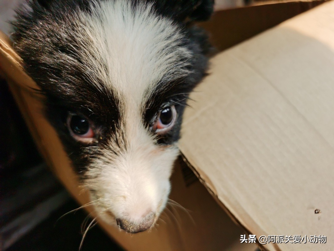 卡布：来自一只三个月大的边境牧羊犬，一封遗留在人间的草稿