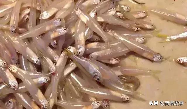 南澳渔民出海最常见的50种海鱼，都吃过，你就能退休了！