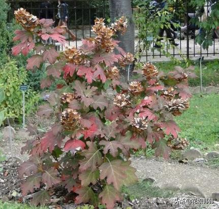 圆锥绣球花后修剪和冬季修剪,绣球无尽夏修剪没有芽点怎么修剪