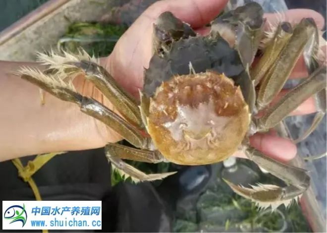 河蟹养殖现状和前景,河蟹养殖技术高产的要点有哪些