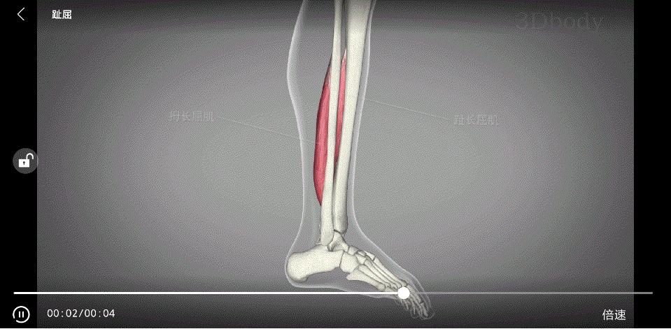 小腿粗壮按摩小腿会变瘦吗,怎么按摩小腿让小腿瘦下