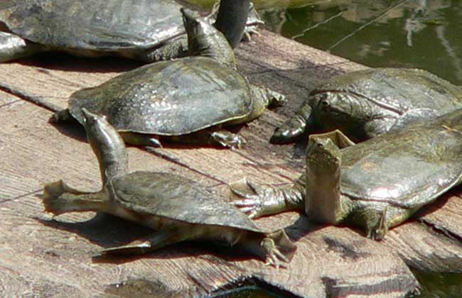 饲养甲鱼需要什么条件,甲鱼的养殖条件及饲养管理办法