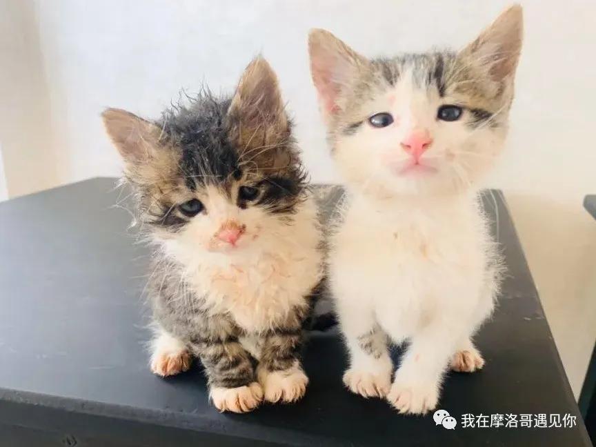 疫情之下写在摩洛哥撒哈拉的滞留日记-（持续更新）