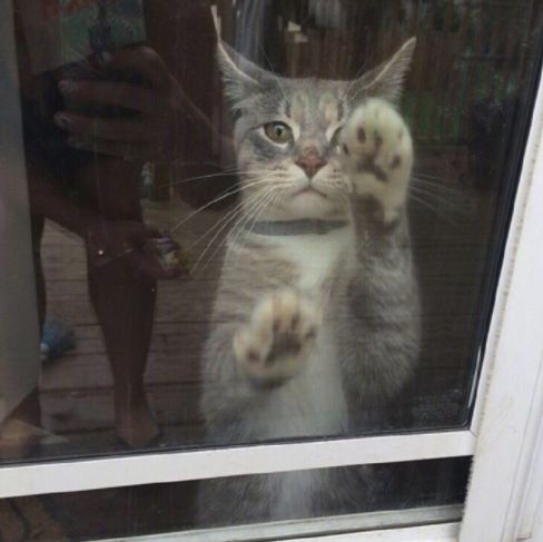 养猫党的十件事,新手养猫必须做的十件事