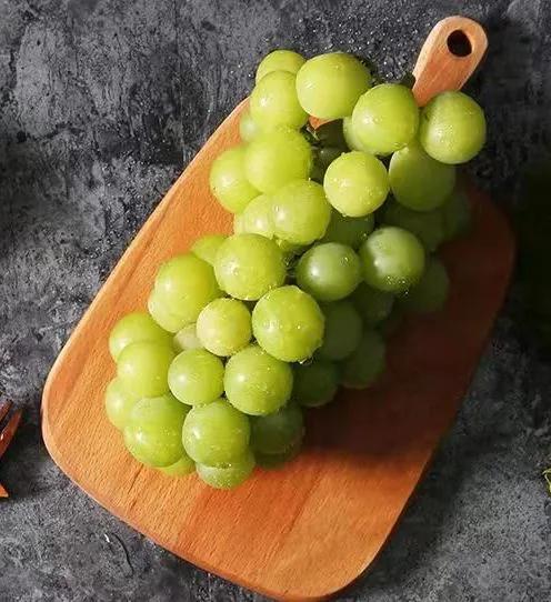 参展企业介绍,参展种业博览会的公司